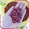 2016 Crop Kidney Beans Dark Red